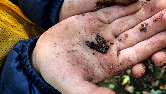 A child holds slugs in their hand