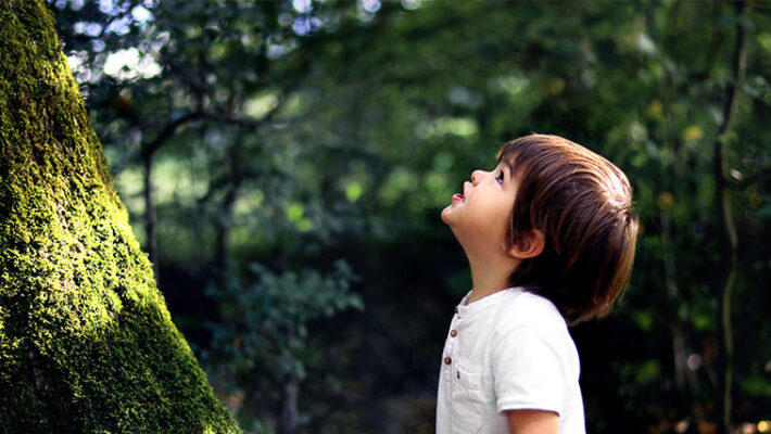 A young child is outdoors staring up a big tree