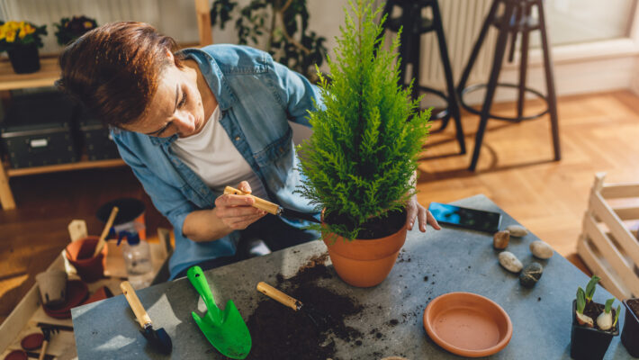 An individual is potting a tree indoors.